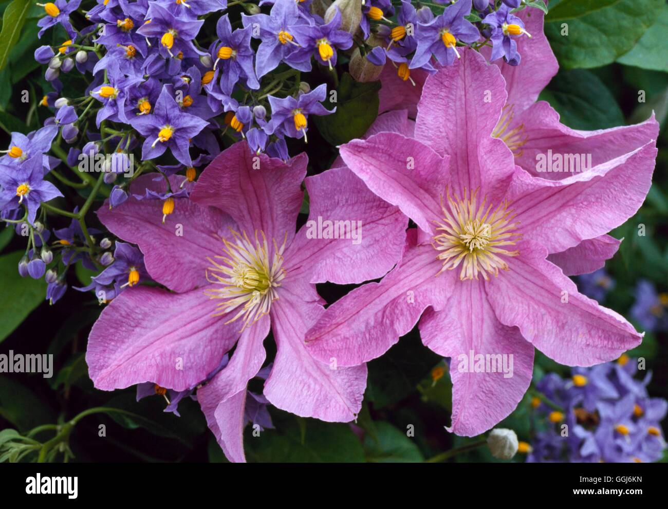Climbing Gardens - Solanum crispum `Glasnevin' and Clematis `Comtesse de Bouchaud'   CLG077791     P Stock Photo